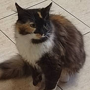 Tipoune participe au concours pour gagner de l'argent avec cette photo : cat, calico, fluffy, feline, pet, animal, indoor, floor, tiles, curious, whiskers, paws, fur, mammal, domestic, side_view, cute, sitting, looking_away, quiet