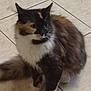 cat, calico, fluffy, feline, pet, animal, indoor, floor, tiles, curious, whiskers, paws, fur, mammal, domestic, side_view, cute, sitting, looking_away, quiet