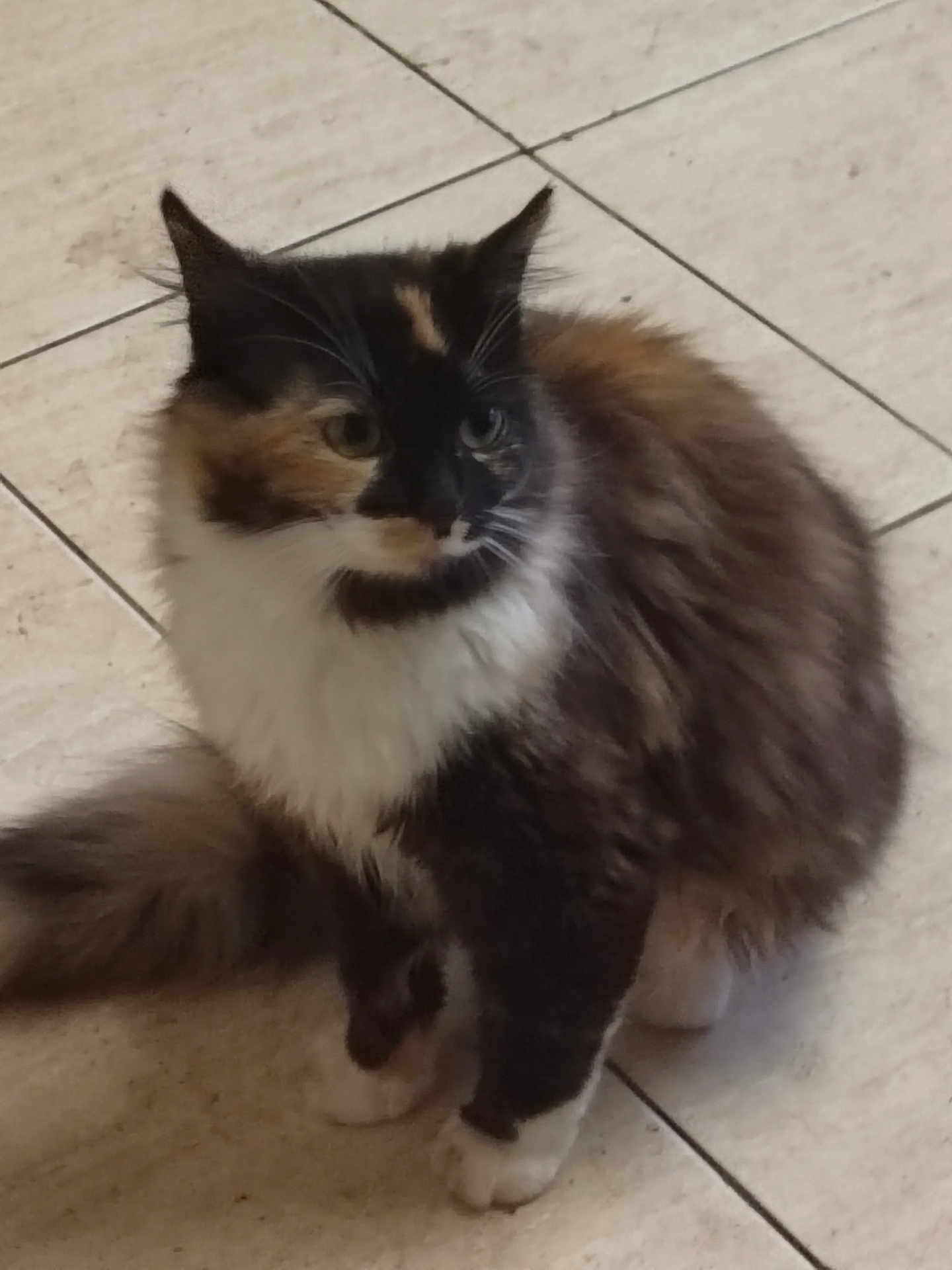 Tipoune participe au concours pour gagner de l'argent avec cette photo : cat, calico, fluffy, feline, pet, animal, indoor, floor, tiles, curious, whiskers, paws, fur, mammal, domestic, side_view, cute, sitting, looking_away, quiet