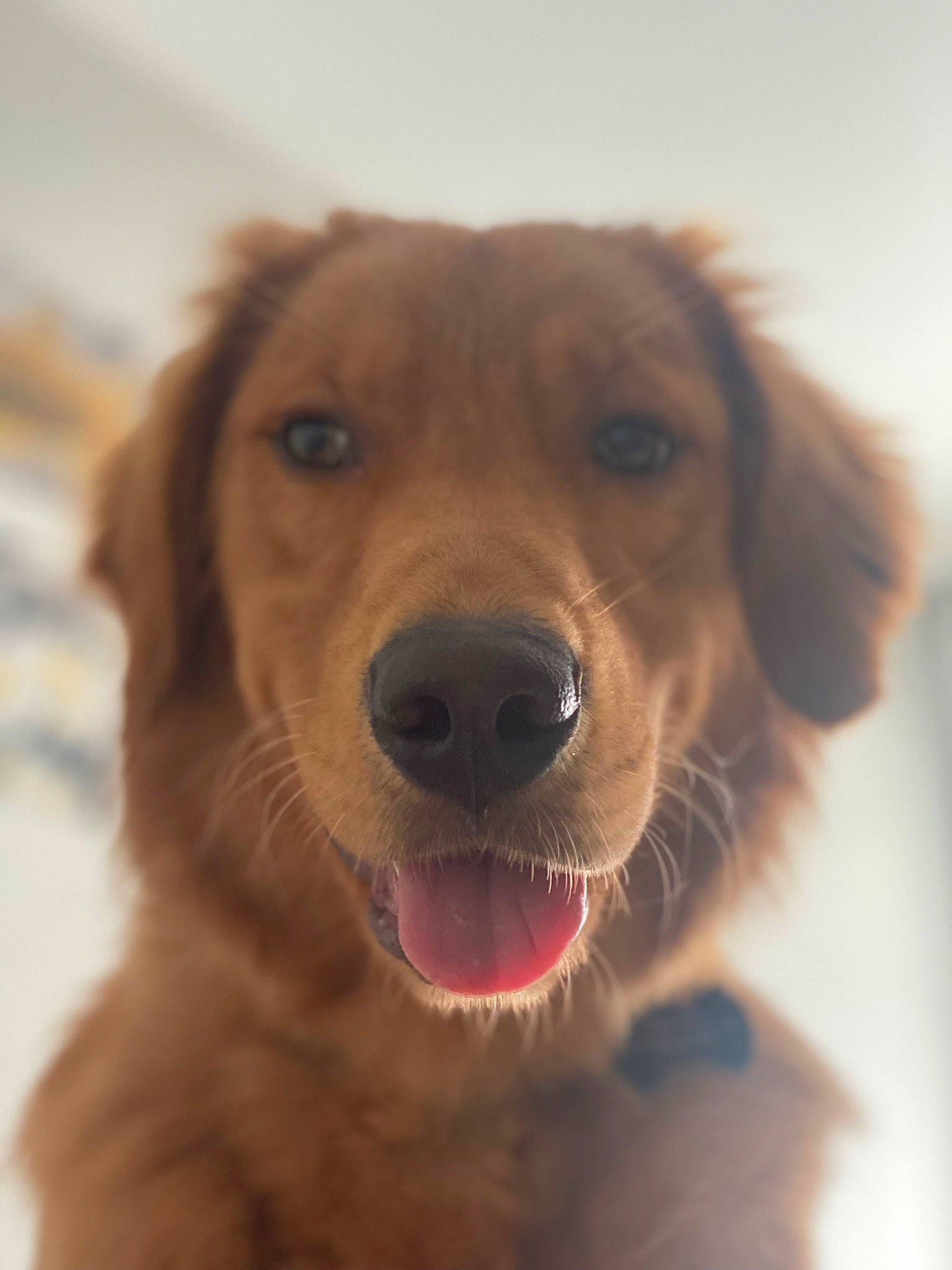 Archie is registered to the contest to win money with this photo: carnivore, companion_dog, dog, dog_breed, ear, fang, fur, golden_retriever, gun_dog, happy, liver, nose, retriever, selfie, shout, smile, snout, sporting_group, whiskers, working_animal
