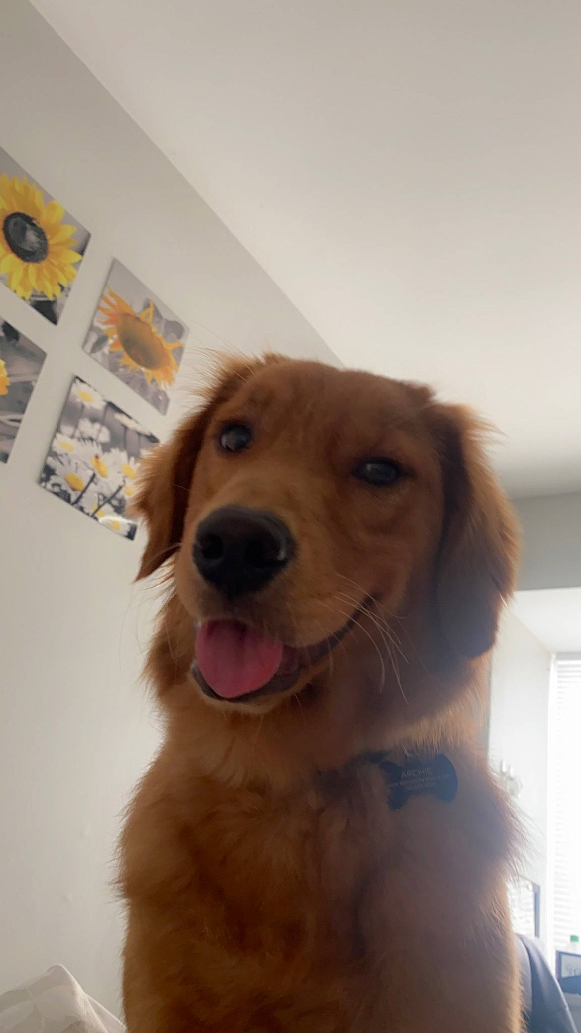 Archie is registered to the contest to win money with this photo: canidae, carnivore, companion_dog, dog, dog_breed, fawn, flooring, fur, golden_retriever, gun_dog, happy, jaw, liver, pet_supply, retriever, smile, snout, sporting_group, whiskers, working_animal