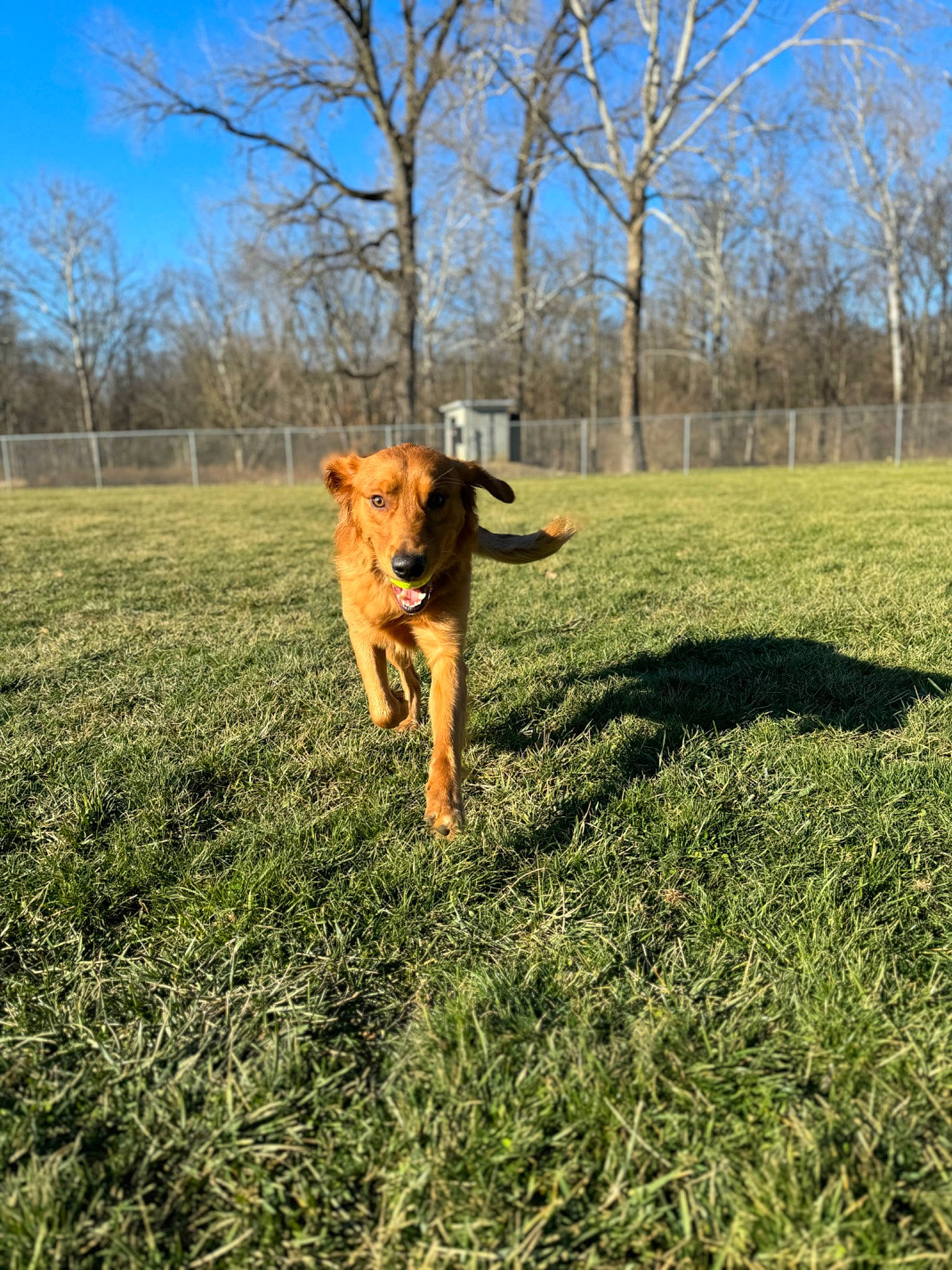 Archie joined the competition — help win amazing prizes! carnivore, companion_dog, dog, dog_breed, fawn, field, grass, grassland, landscape, pasture, people_in_nature, plant, prairie, sky, soil, sporting_group, tail, tree, working_animal, working_dog