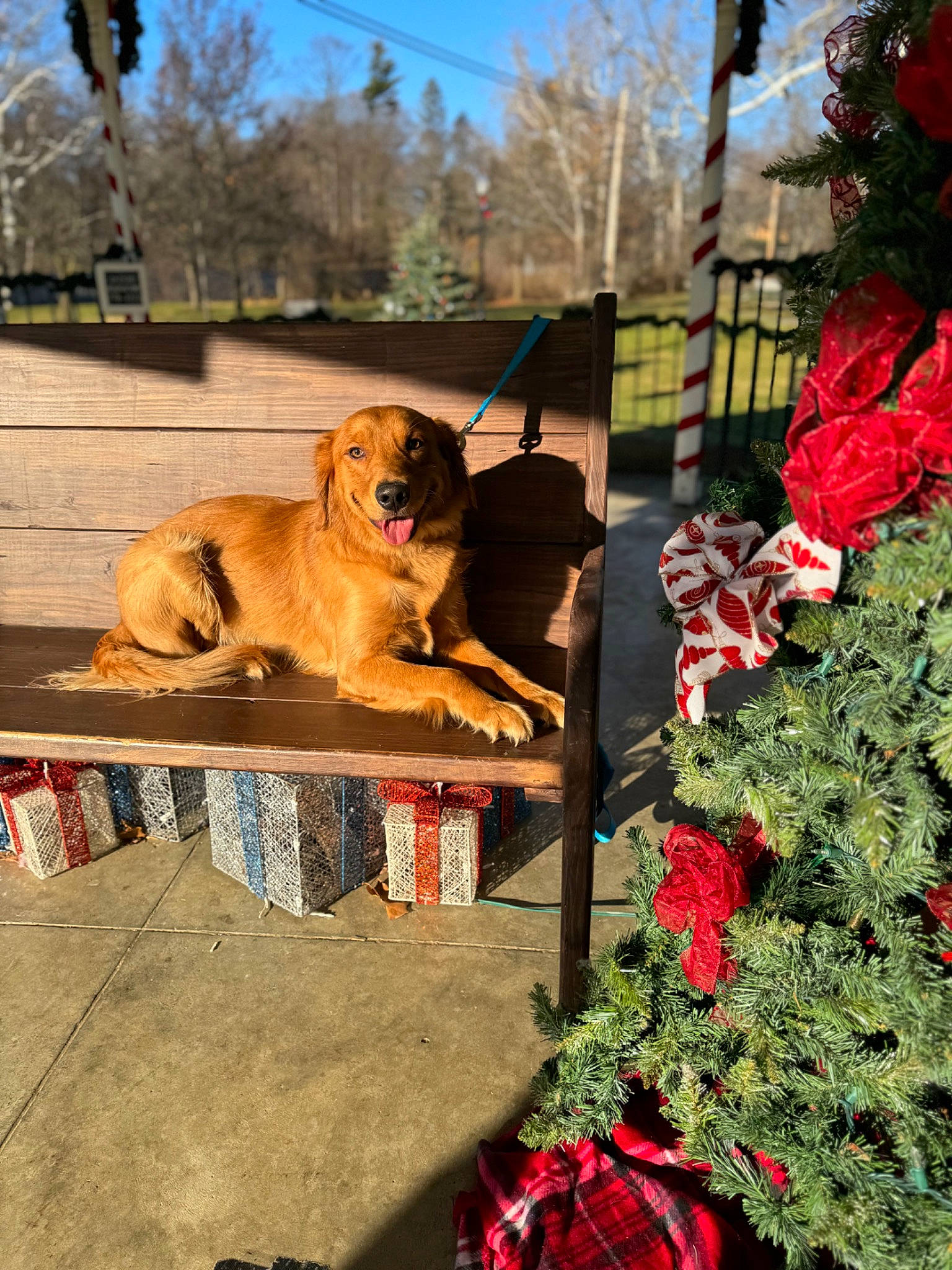 Archie is registered to the contest to win money with this photo: canidae, carnivore, christmas_ornament, christmas_tree, companion_dog, dog, dog_breed, event, evergreen, fawn, grass, holiday_ornament, ornament, plant, sky, snout, sporting_group, tartan, tree, working_animal