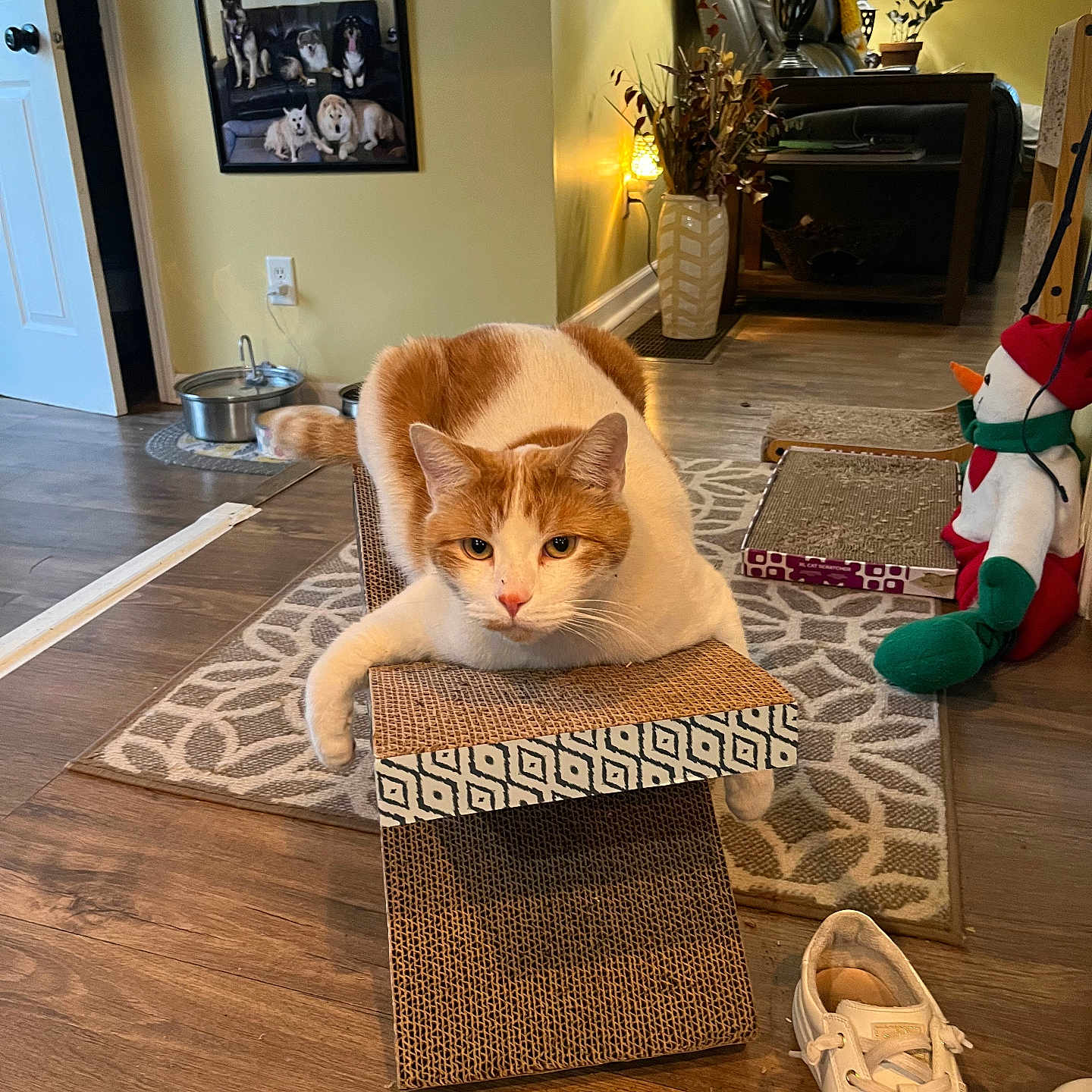 Murphy is registered to the contest to win money with this photo: animal, architecture, building, cat, clothing, footwear, furniture, hardwood, homedecor, indoors, interiordesign, livingroom, pet, photoframe, plant, room, rug, shoe, toy, wood