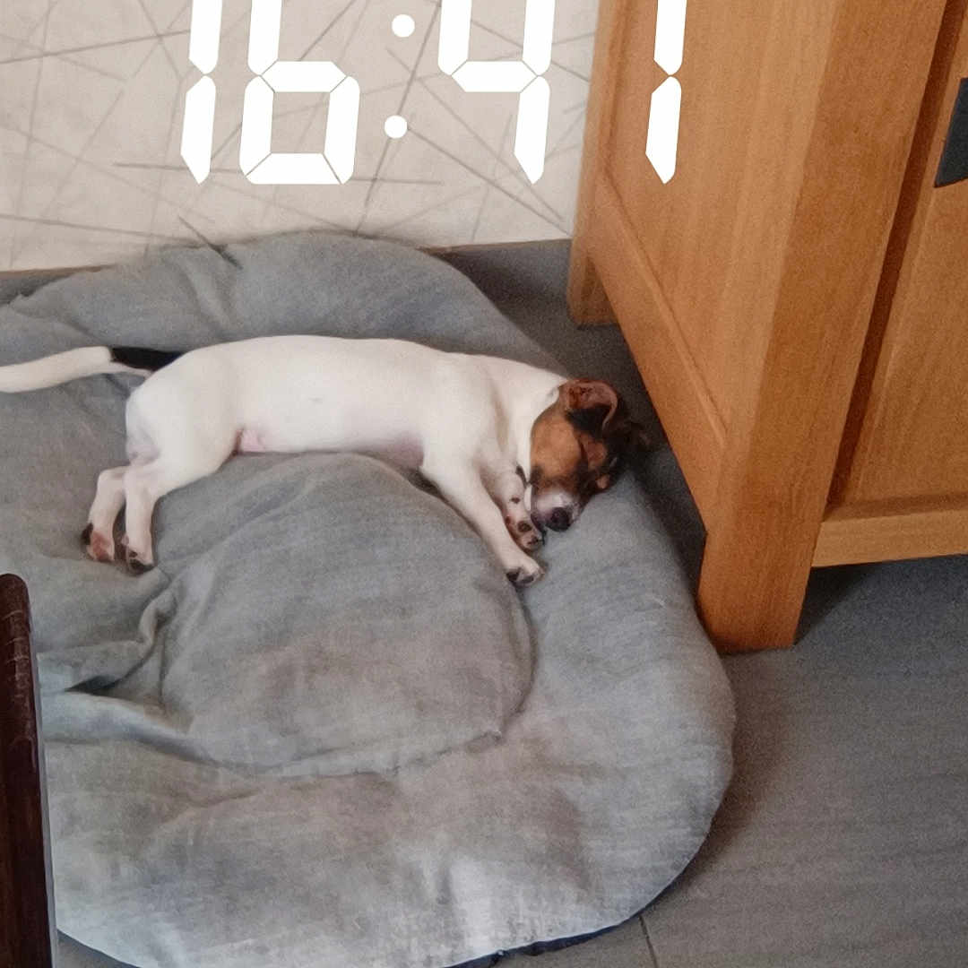 Milo participe au concours pour gagner de l'argent avec cette photo : animal, ball, canine, computerhardware, dog, door, electronics, hardware, hound, indoors, interiordesign, monitor, person, pet, puppy, screen, sleeping, sport, tennis, text