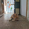 puppy, dog, indoor, floor, tile, plants, hallway, furniture, shelf, relaxing, young_dog, brown_fur, white_paw, home, cozy, natural_light, decor, quiet, resting, cute