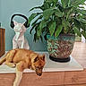 Buckley a rejoint le concours — aidez-le/la à gagner de superbes lots ! puppy, dog, plant, potted_plant, leaf, headphones, sculpture, wood_floor, shelf, indoor, decor, relaxing, brown_fur, green, white, modern, artistic, cute, animal, pet