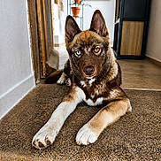 Buckley a rejoint le concours — aidez-le/la à gagner de superbes lots ! animal, blue_eye, brown_eye, canine, dog, ears_up, floor, furniture, heterochromia, home_interior, houseplant, indoor, looking_at_camera, mat, pet, portrait, potted_plants, relaxed, tile_floor, wooden_door