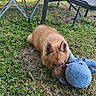 puppy, dog, grass, outdoor, toy, stuffed_animal, blue, brown, metal_chair, table, pet, playful, cute, grass_lawn, garden, animal, relaxing, daylight, young_dog, resting