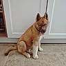 Buckley participe au concours pour gagner de l'argent avec cette photo : puppy, dog, blue_eyes, indoor, floor, tile_floor, cabinet, white_cabinet, fur, sitting, tongue_out, cute, pet, animal, young_dog, ears_up, looking_down, brown_fur, light, home