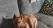 Buckley participe au concours pour gagner de l'argent avec cette photo : dog, couch, indoor, pet, furniture, pillow, plant, window, clothing, floor, home, resting, cute, animal, cozy, living_room, brown_dog, patterned_pillow, folded_clothes, relaxing