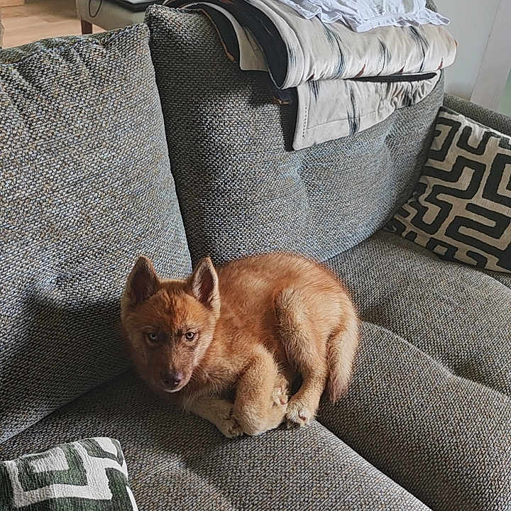 Buckley participe au concours pour gagner de l'argent avec cette photo : dog, couch, indoor, pet, furniture, pillow, plant, window, clothing, floor, home, resting, cute, animal, cozy, living_room, brown_dog, patterned_pillow, folded_clothes, relaxing