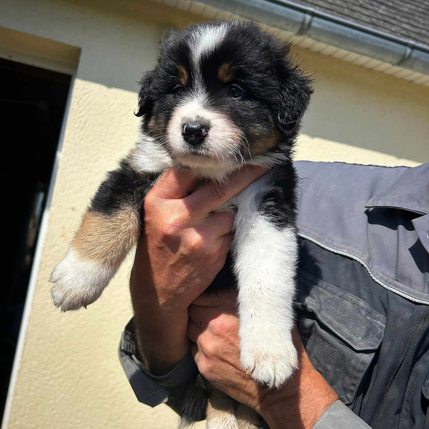 Aslo participe au concours pour gagner de l'argent avec cette photo : animal, clothing, cute, dog, friendly, fur, holding, house, human_hand, mammal, outdoor, person, pet, portrait, puppy, roof, sunlight, tricolor, wall, young