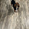 Bagel is registered to the contest to win money with this photo: dog, beagle, pet, animal, tricolor, black, brown, white, standing, looking_up, indoors, wooden_floor, hardwood, tail, floppy_ears, paws, short_hair, portrait, cute, companion