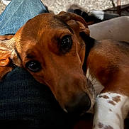 Bagel joined the competition — help win amazing prizes! dog, pet, brown_dog, white_dog, close_up, portrait, large_eyes, floppy_ears, lying_down, resting, lap, human, jeans, blanket, indoor, home, carpet, chair, cozy, adorable