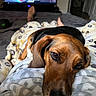 Bagel is registered to the contest to win money with this photo: dog, hound, brown_fur, black_fur, floppy_ears, long_snout, sleepy, lying_down, bed, blanket, bedroom, cozy, television, remote_control, feet, home, indoor, pet, close_up, relaxed