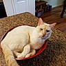 cat, cream_cat, fluffy, pet, animal, feline, white_fur, blue_eyes, pink_nose, ears, whiskers, tail, curled_up, sleeping_bowl, red_bowl, kitchen, countertop, granite, indoor, home