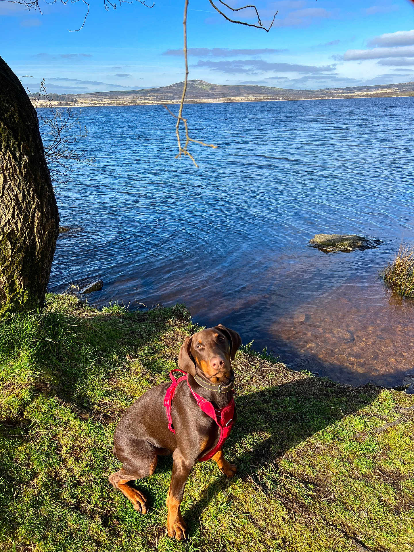 Cooper