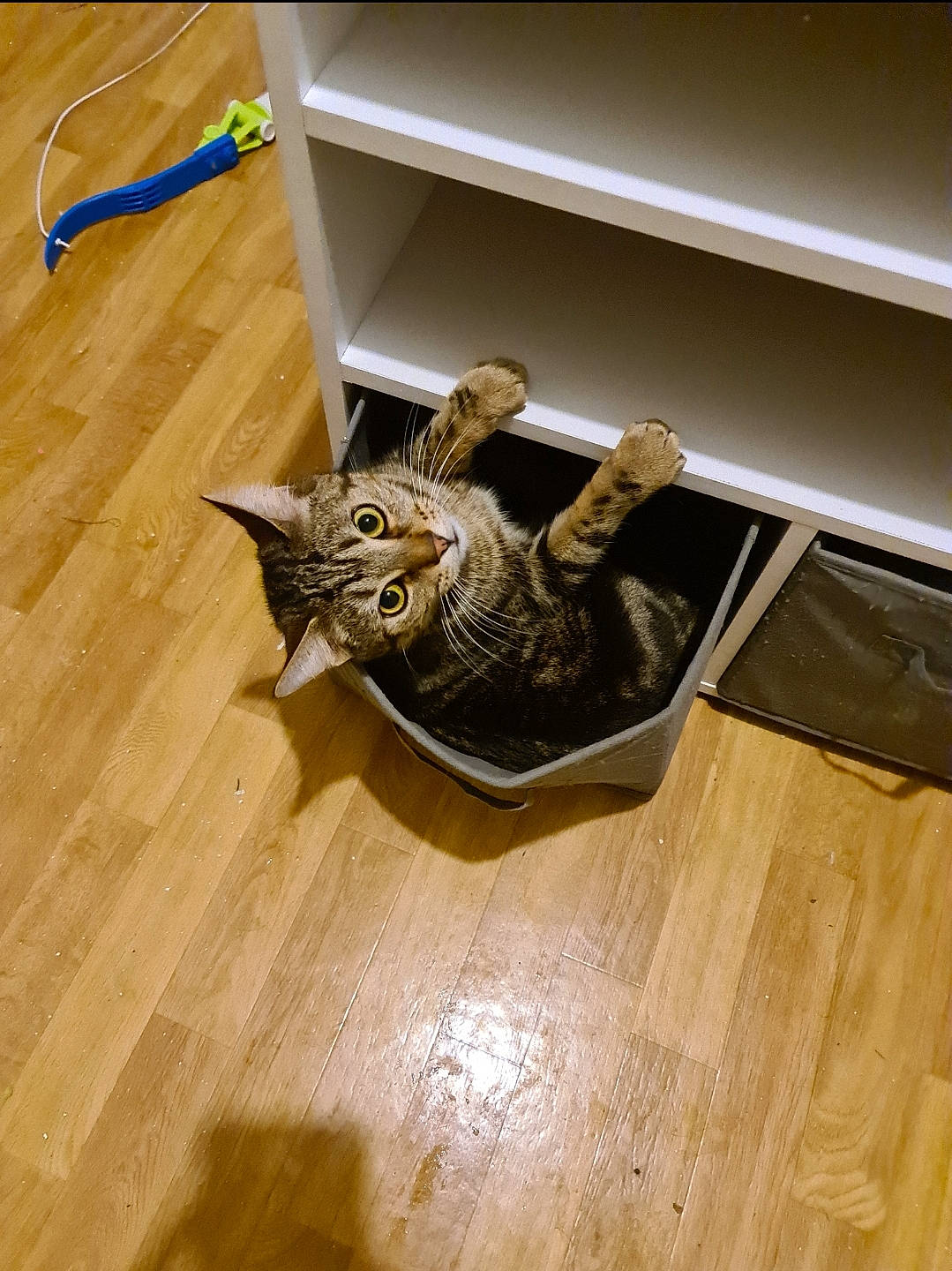 Cookie participe au concours pour gagner de l'argent avec cette photo : cable, carnivore, cat, chair, domestic_short_haired_cat, electrical_wiring, felidae, floor, flooring, hardwood, laminate_flooring, plywood, room, small_to_medium_sized_cats, tail, varnish, whiskers, wood, wood_flooring, wood_stain