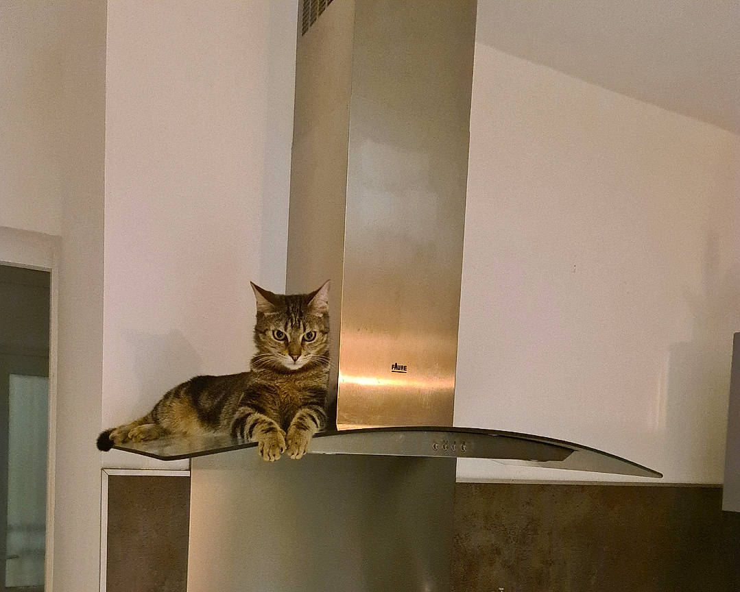 Cookie participe au concours pour gagner de l'argent avec cette photo : carnivore, cat, cat_supply, ceiling, comfort, door, felidae, floor, flooring, grey, hardwood, house, plaster, room, small_to_medium_sized_cats, tail, terrestrial_animal, whiskers, window, wood