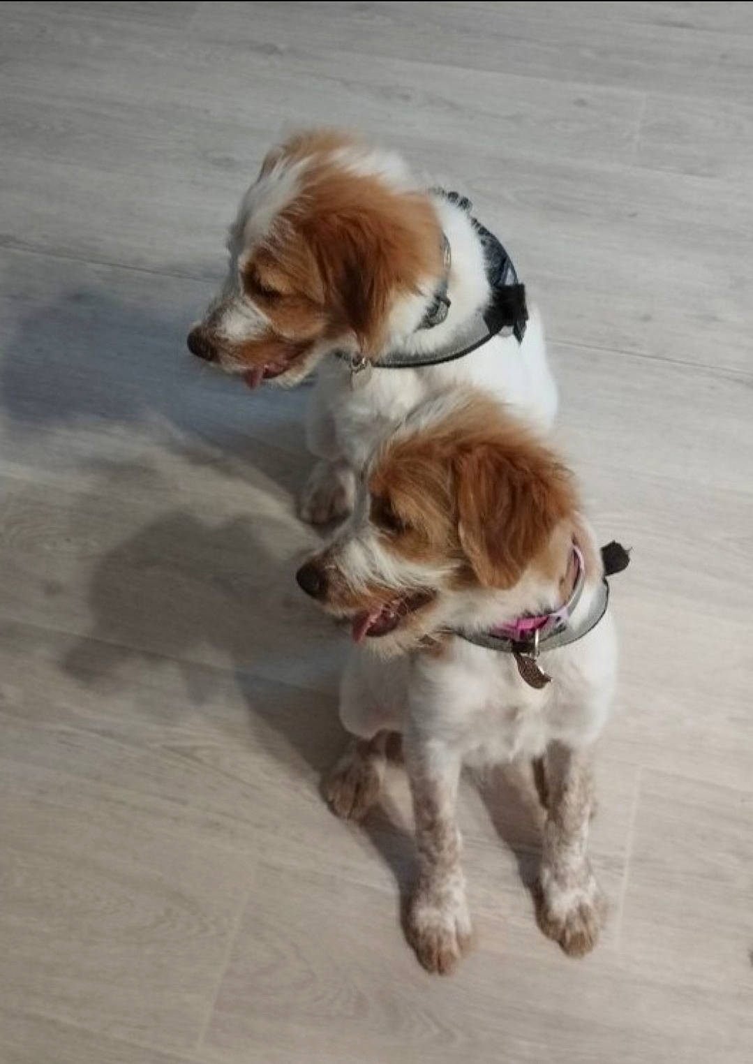 Belle Et Clochard participe au concours pour gagner de l'argent avec cette photo : canidae, carnivore, collar, companion_dog, dog, dog_breed, dog_collar, dog_supply, fashion_accessory, fawn, fur, leash, liver, paw, pet_supply, snout, sporting_group, tail, toy_dog, working_animal