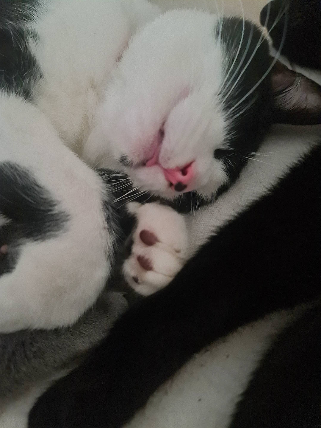 Chachat a rejoint le concours — aidez-le/la à gagner de superbes lots ! carnivore, cat, claw, comfort, domestic_short_haired_cat, felidae, foot, fur, nap, paw, sleep, small_to_medium_sized_cats, tail, terrestrial_animal, whiskers