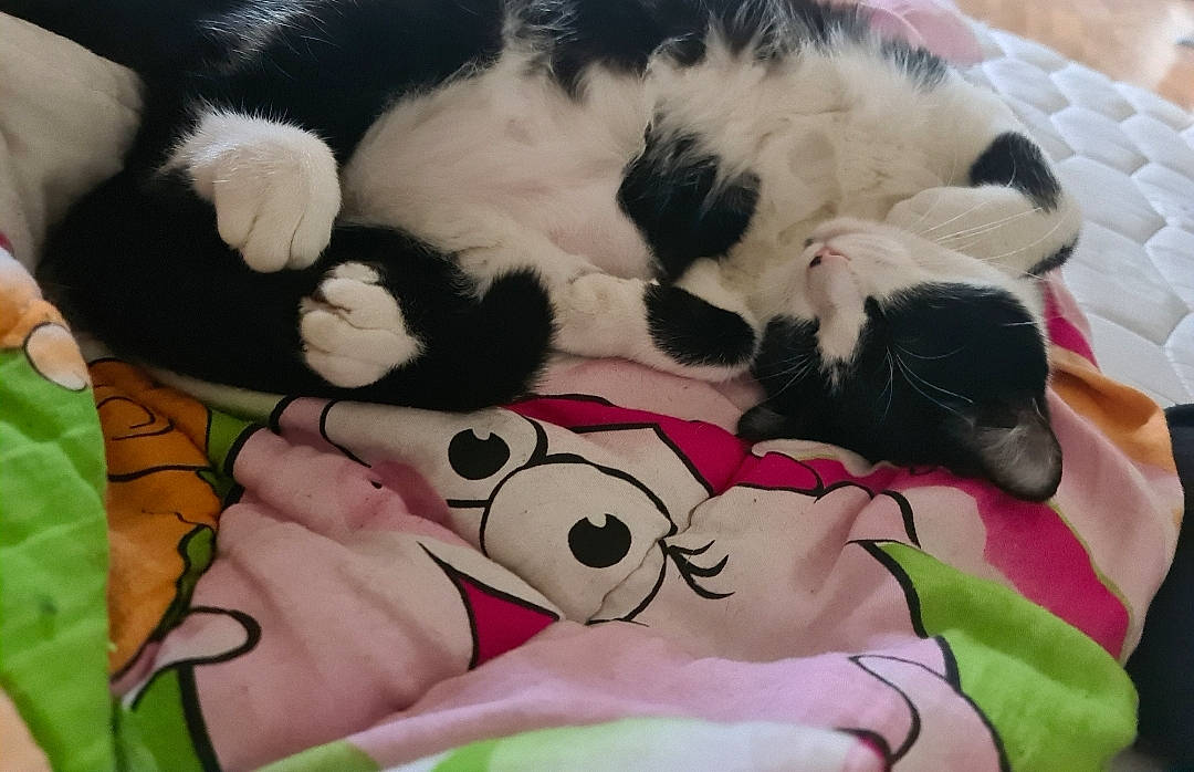 Chachat participe au concours pour gagner de l'argent avec cette photo : canidae, carmine, carnivore, cat, comfort, companion_dog, dog_breed, felidae, fur, linens, mammal, pattern, paw, plush, stuffed_toy, tail, textile, toy, vertebrate, whiskers