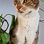 animal, cat, close_up, cute, domestic, ears, eyes, feline, fur, houseplant, indoor, leafy_vines, nature, pet, plant, sitting, tabby, tongue_out, whiskers, white_fur