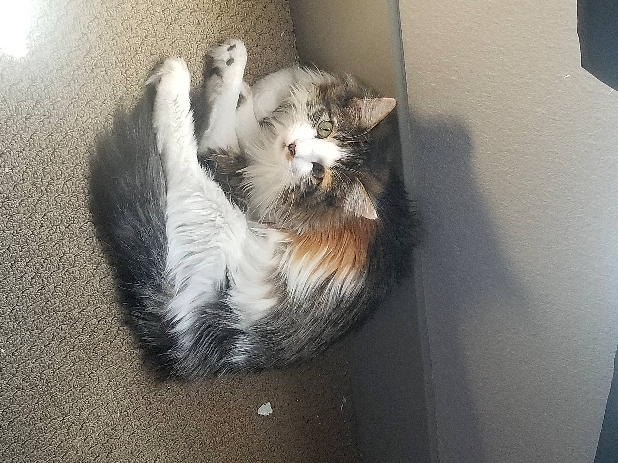 Nala is registered to the contest to win money with this photo: carnivore, cat, domestic_long_haired_cat, domestic_short_haired_cat, european_shorthair, felidae, fur, kitten, norwegian_forest_cat, polydactyl_cat, small_to_medium_sized_cats, snout, tail, whiskers