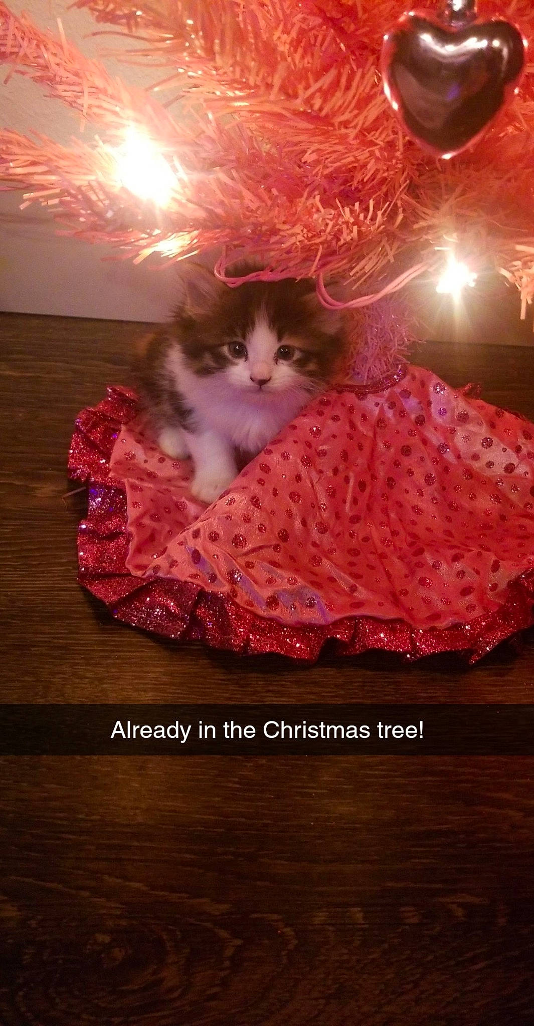 Nala is registered to the contest to win money with this photo: carnivore, cat, felidae, fur, norwegian_forest_cat, photo_caption, photography, pink, small_to_medium_sized_cats, whiskers