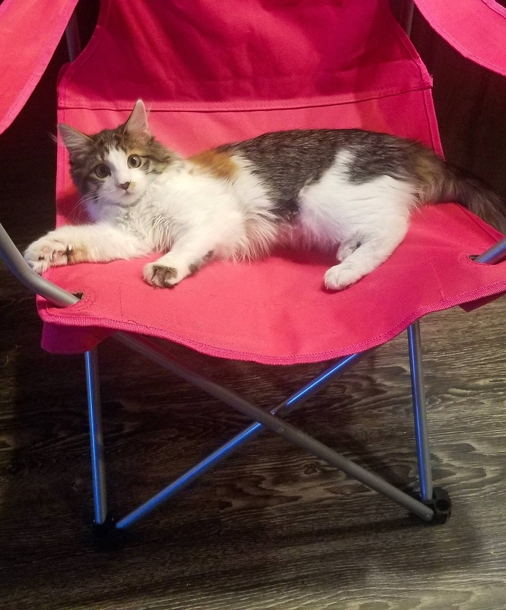 Nala is registered to the contest to win money with this photo: carnivore, cat, chair, domestic_short_haired_cat, fawn, felidae, furniture, kitten, mammal, small_to_medium_sized_cats, table, tail, whiskers