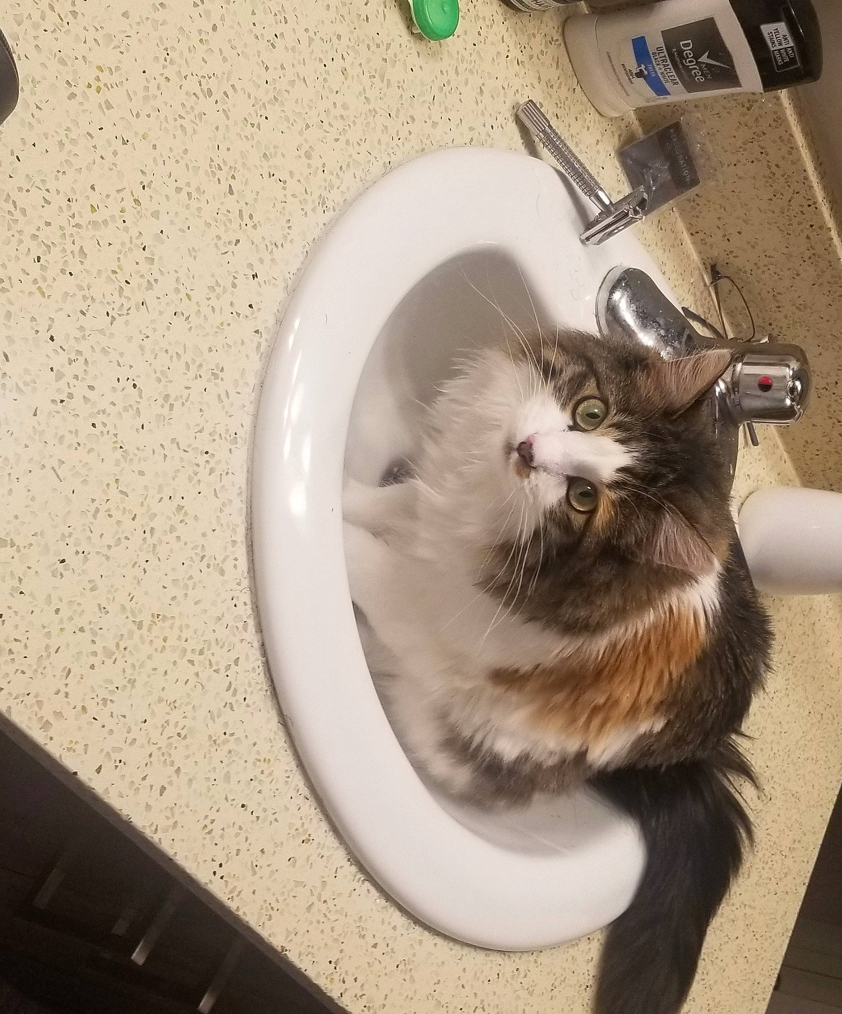 Nala is registered to the contest to win money with this photo: bathing, carnivore, cat, ear, felidae, fur, kitten, norwegian_forest_cat, small_to_medium_sized_cats, square, tail, washing, whiskers