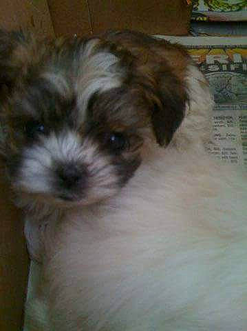 Toots is registered to the contest to win money with this photo: bolonka, canidae, carnivore, chinese_imperial_dog, companion_dog, dog, dog_breed, havanese, kyi_leo, lhasa_apso, mal_shi, maltepoo, maltese, mammal, morkie, puppy, shih_poo, shih_tzu, vertebrate, yorkipoo