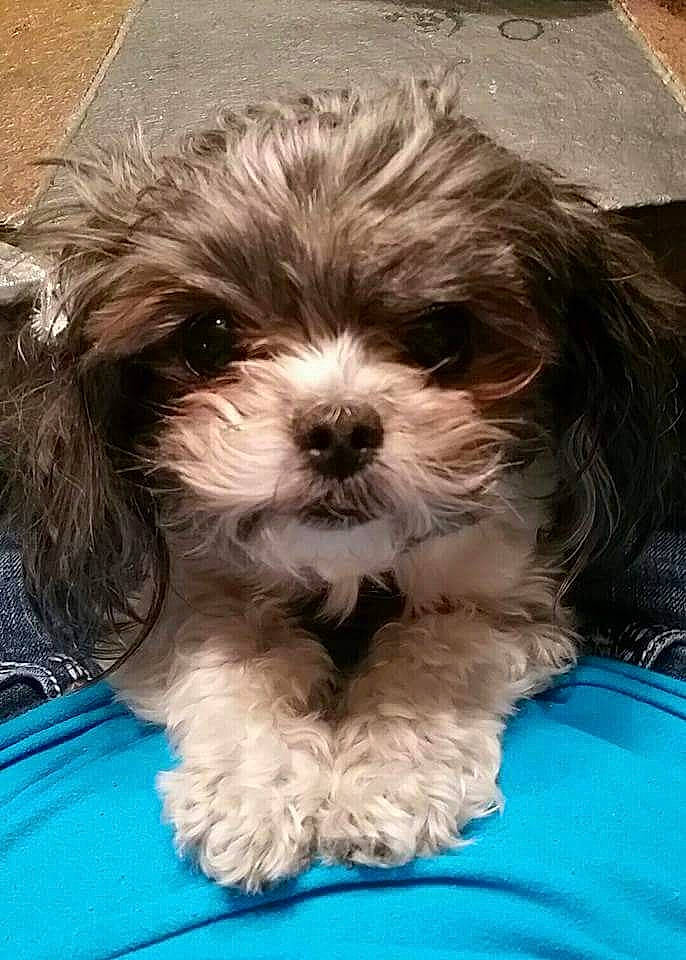 Toots joined the competition — help win amazing prizes! bolonka, canidae, cavachon, chinese_imperial_dog, companion_dog, dog, dog_breed, kyi_leo, lhasa_apso, lowchen, mal_shi, maltepoo, mammal, morkie, pekapoo, puppy, schnoodle, shih_poo, shih_tzu, vertebrate