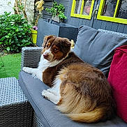 Cavrot Cavrot participe au concours pour gagner de l'argent avec cette photo : dog, brown_and_white, wicker_sofa, patio, outdoor, green_plants, garden, window, yellow_frame, decorative_bird, wooden_deck, cushion, relaxed, pet, companion, furniture, nature, leafy, sitting, calm
