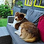 dog, brown_and_white, wicker_sofa, patio, outdoor, green_plants, garden, window, yellow_frame, decorative_bird, wooden_deck, cushion, relaxed, pet, companion, furniture, nature, leafy, sitting, calm