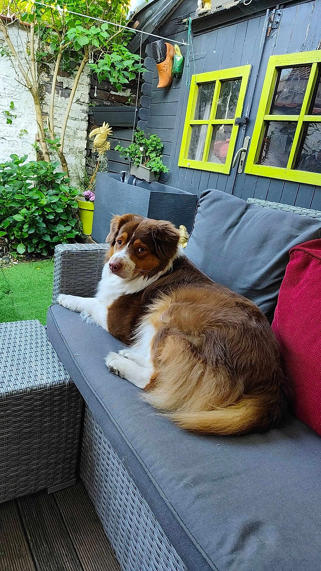 Cavrot Cavrot participe au concours pour gagner de l'argent avec cette photo : dog, brown_and_white, wicker_sofa, patio, outdoor, green_plants, garden, window, yellow_frame, decorative_bird, wooden_deck, cushion, relaxed, pet, companion, furniture, nature, leafy, sitting, calm