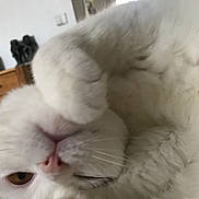 Sam a rejoint le concours — aidez-le/la à gagner de superbes lots ! cat, cat_like_mammal, eye, fur, nose, paw, persian, ragdoll, small_to_medium_sized_cats, snout, whiskers
