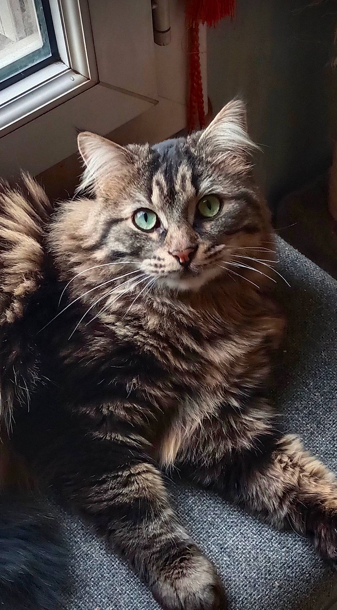 Jafar a rejoint le concours — aidez-le/la à gagner de superbes lots ! carnivore, cat, claw, domestic_short_haired_cat, felidae, fur, iris, maine_coon, paw, sitting, small_to_medium_sized_cats, snout, tail, terrestrial_animal, tree, whiskers, window