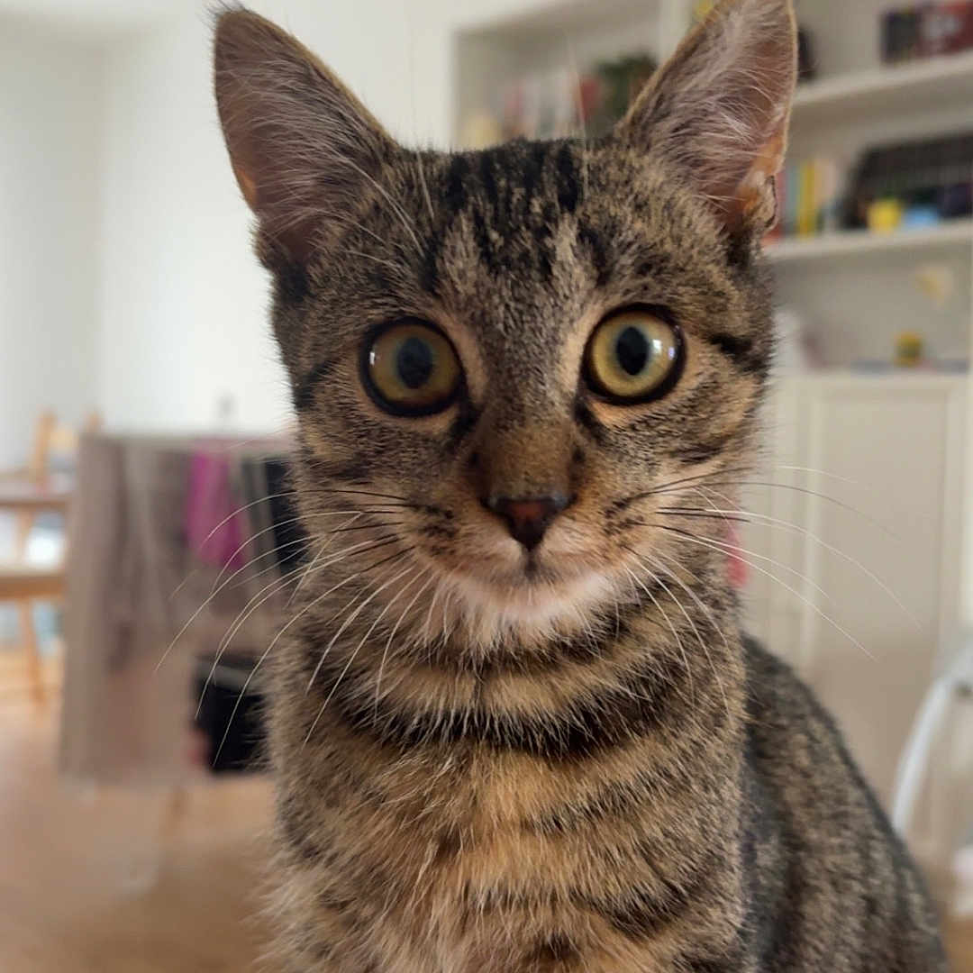 Oscar