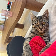 Oscar participe au concours pour gagner de l'argent avec cette photo : kitten, cat, tabby, pet, animal, furry, cute, indoor, blanket, red, couch, living_room, wooden_table, carpet, relaxed, young, claws, curious, feline, cozy