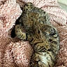 cat, tabby, sleeping, blanket, pink, cozy, fur, pet, animal, cute, resting, soft, indoor, relaxed, fluffy, paws, face, whiskers, comfort, domestic_cat