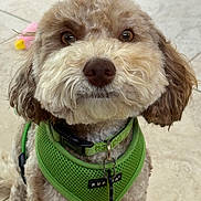 Dilly is registered to the contest to win money with this photo: animal, brown_and_white, brown_eyes, canine, closeup, companion, curly_fur, cute, dog, domestic_animal, floor_tiles, fur, green_harness, indoor, leash, pet, portrait, sitting, small_dog, toy
