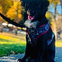 animal, autumn, black_dog, blurred_background, canine, daylight, dog, fall, grass, happy, harness, leash, nature, outdoor, park, pet, sidewalk, sitting, trees, yellow_leaves