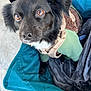 animal, attentive, black_dog, blanket, brown_eyes, canine, chair, close_up, companion, curious, cute, dog, domestic_animal, fur, green_sweater, harness, outdoor, pet, portrait, resting