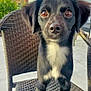 animal, black_dog, brown_eyes, building, calm, canine, chair, close_up, curious, dog, domestic_animal, furry, outdoor, pet, portrait, sidewalk, sky, standing, sunlight, woven_chair