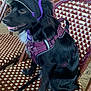 animal, black_dog, canine, cap, chair, cute, dog, domestic_animal, fur, hat, indoor, leash, pet, purple_harness, resting, seat, side_view, sitting, tongue_out, woven_chair