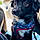 Osita