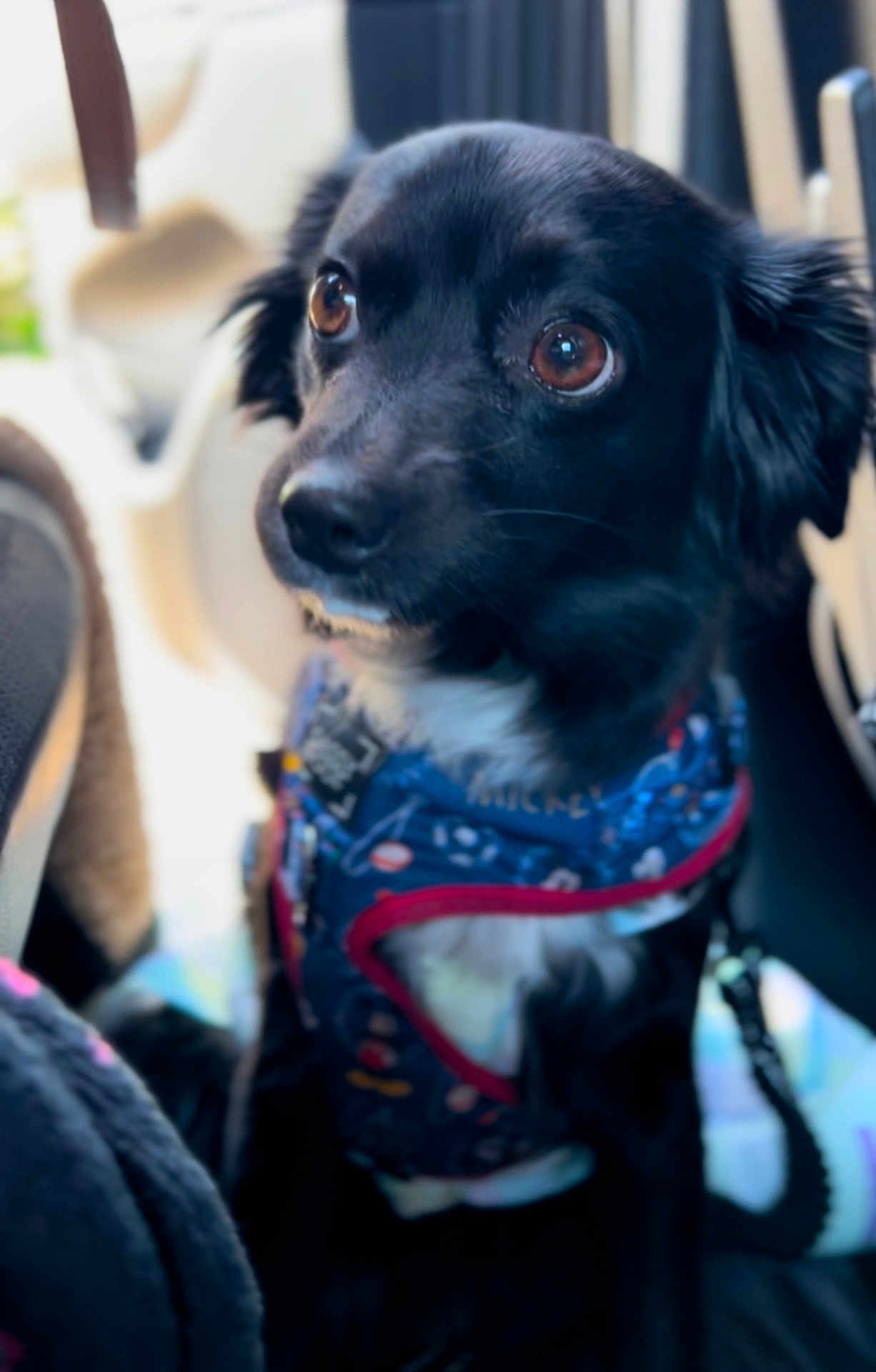 Osita