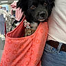 Osita is registered to the contest to win money with this photo: accessory, animal, black_dog, brown_eyes, casual, close_up, clothing, companion, cute, dog, fashion, floral_pattern, indoor, jeans, orange_bag, person, pet, sling_bag, store, white_shirt